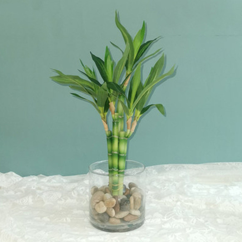 Plant Aquarium Pot - Nouvelle plante artificielle Bambou porte-bonheur de