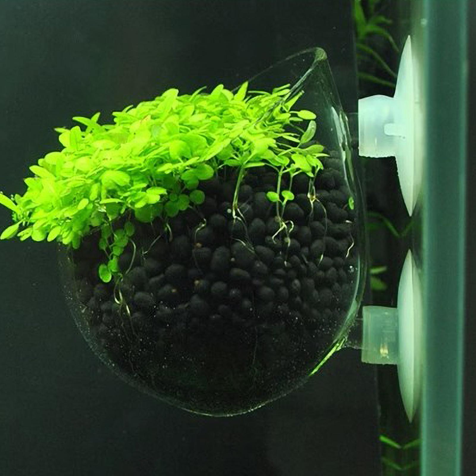 Aquarium Plant Holder - Support pour plantes d'aquarium en verre