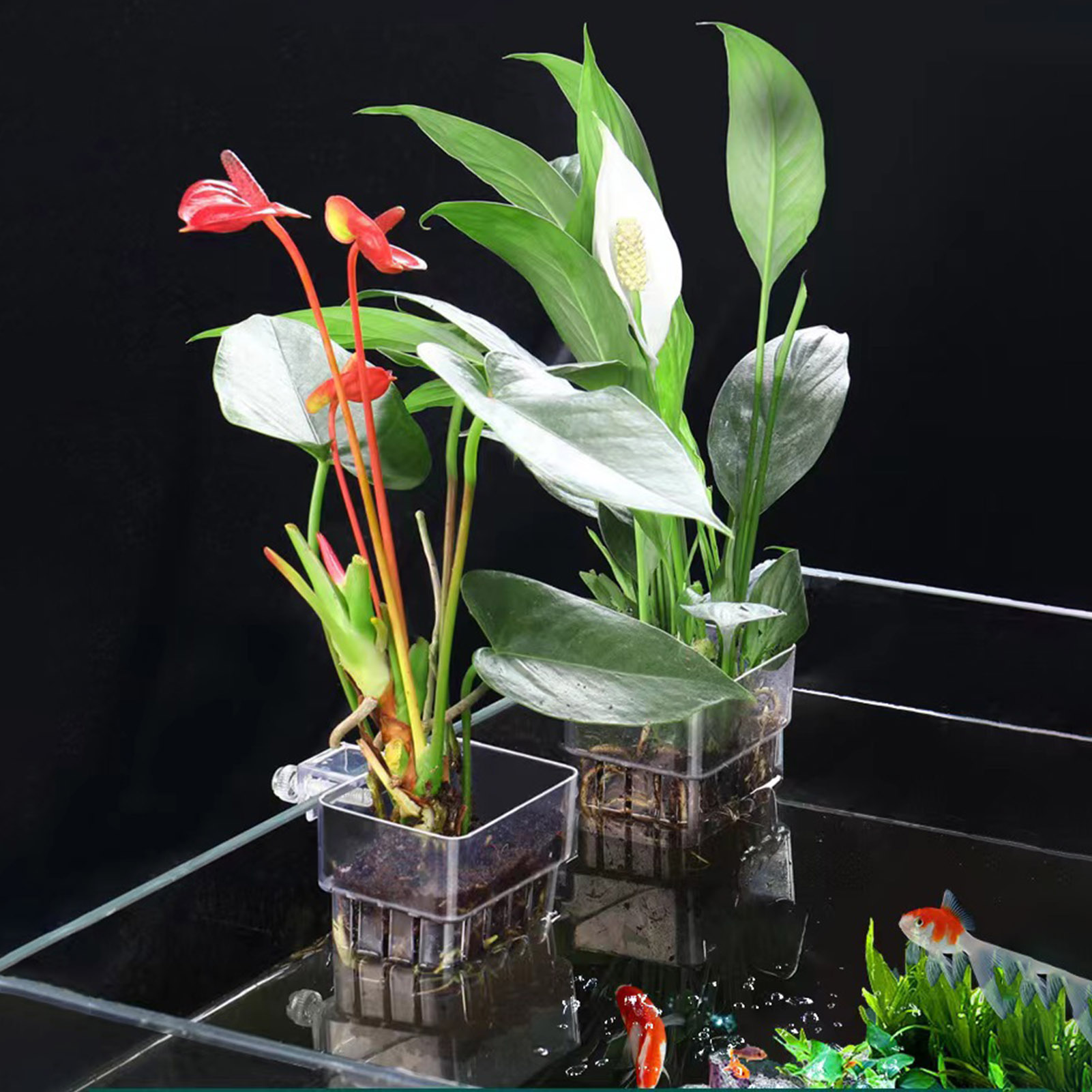 Aquarium Plant Holder - Support de plantes en acrylique transparent,