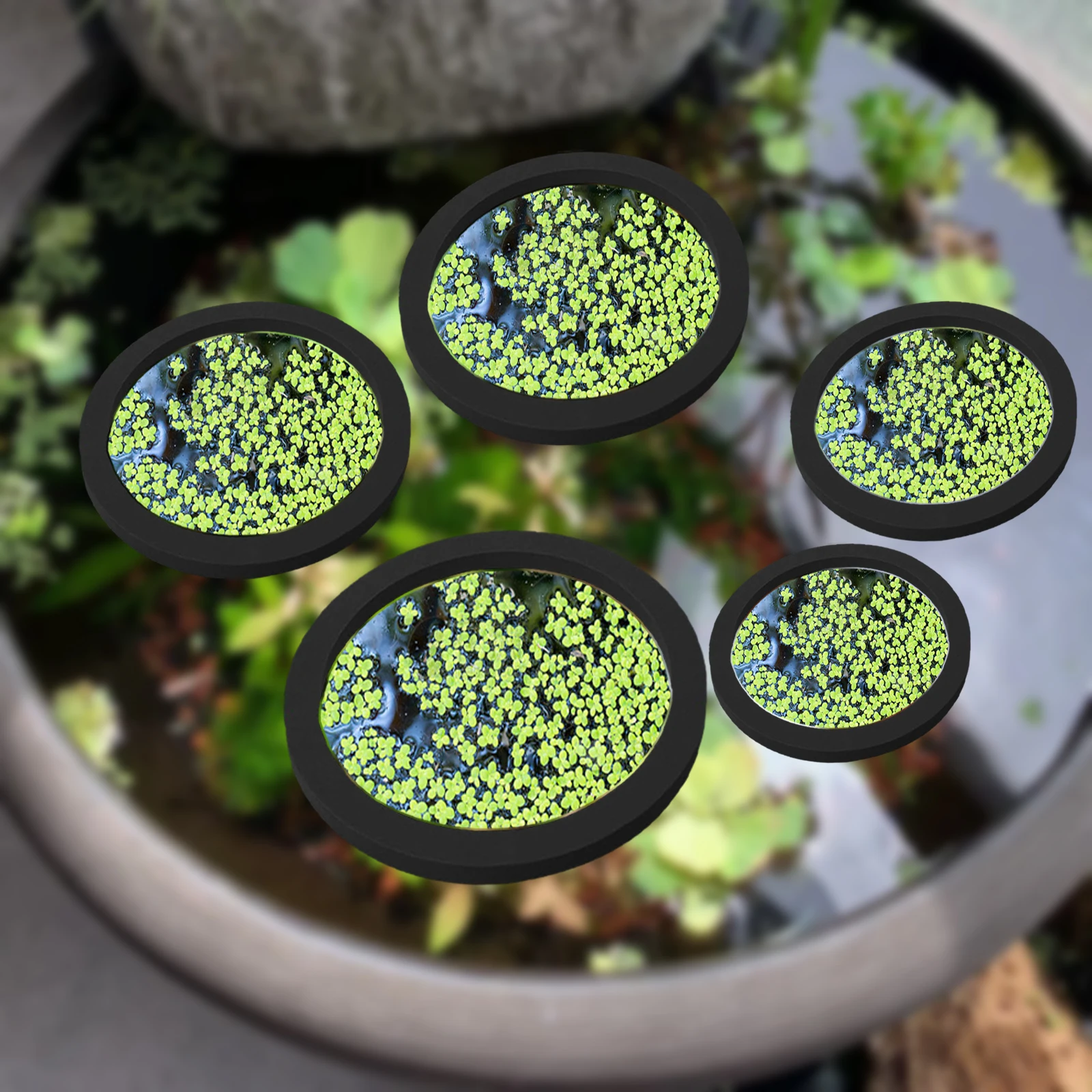 Planted Tank - Anneaux d'Alimentation pour Aquarium, Plante Flottante,