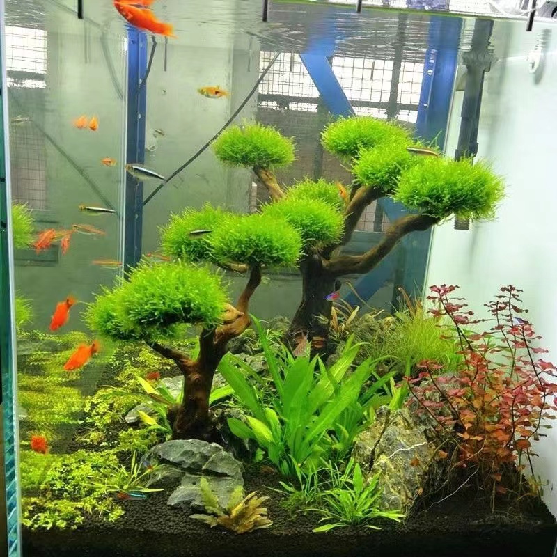 Aquarium Driftwood - Cadre en bois de verdissement pour