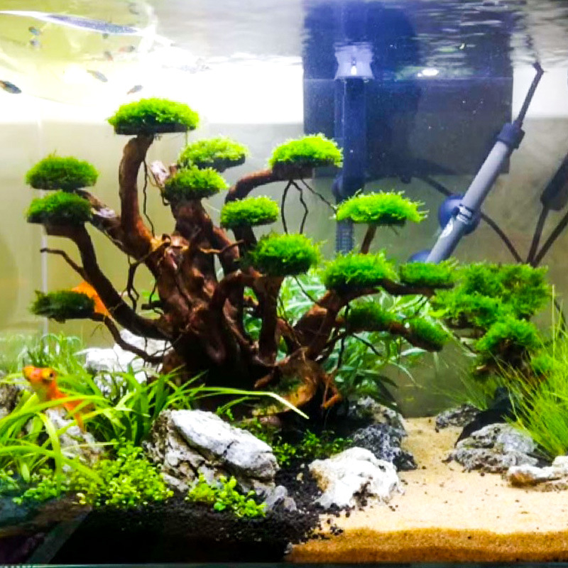 Aquarium Plant Substrate - Décoration aquascaping : Ornement en bois