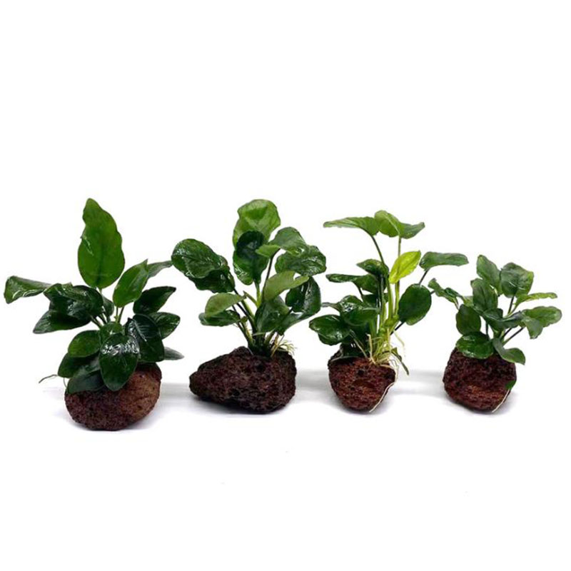 Décoration d'aquarium volcaniq - Aquarium Plants Live avis et prix