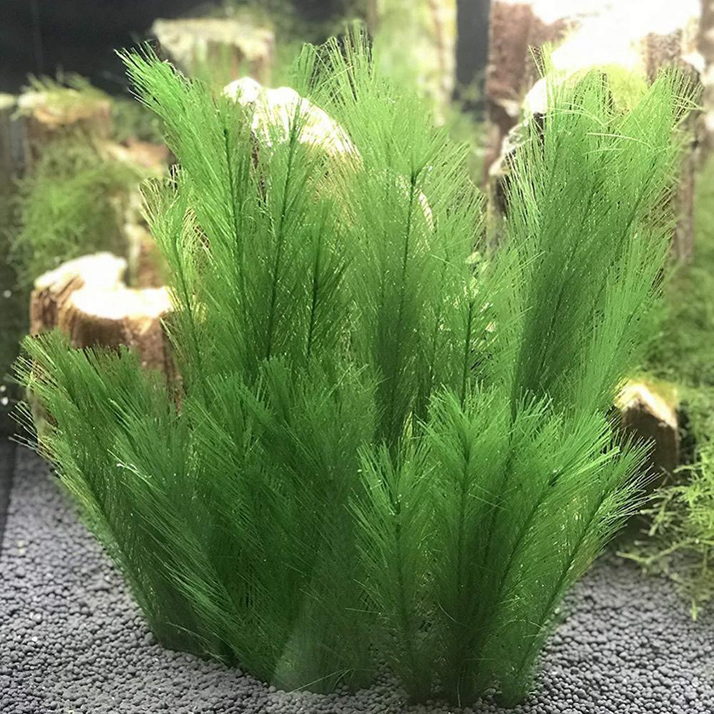 1/3 pièces 28/40cm Aquarium Aq - Aquarium Plants Live avis et prix
