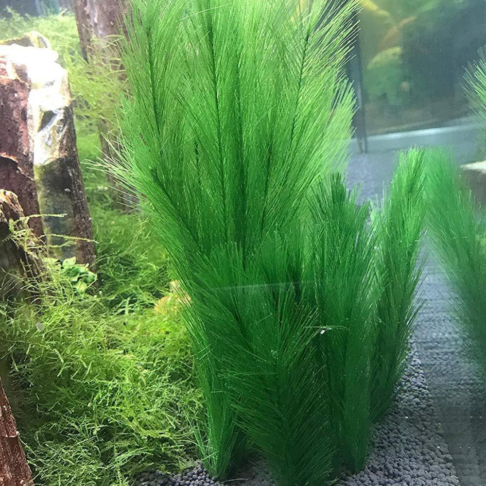 1/3 pièces 28/40cm Aquarium Aq - Aquarium Plants Live avis et prix