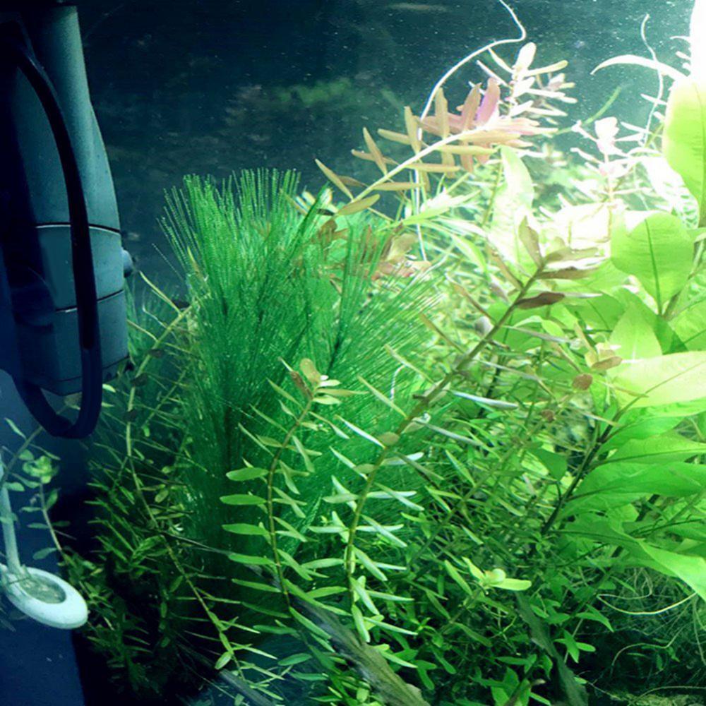 1/3 pièces 28/40cm Aquarium Aq - Aquarium Plants Live avis et prix