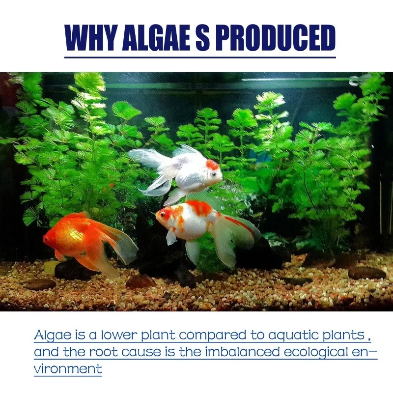 Algicide haute efficacité 50g  - Aquarium Moss avis et prix