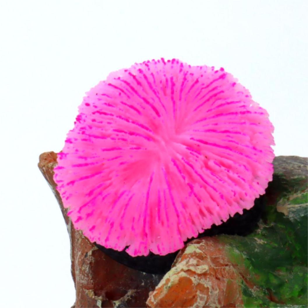 1 pièce de décoration d'aquari - Aquarium Plants Live avis et prix