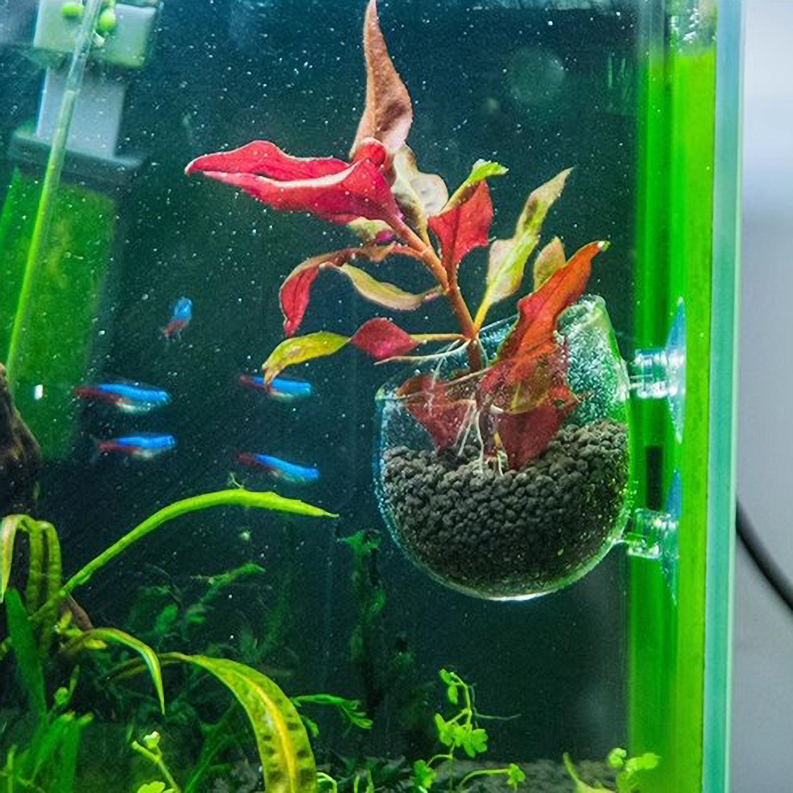 Support pour plantes d'aquariu - Aquarium Plant Holder avis et prix