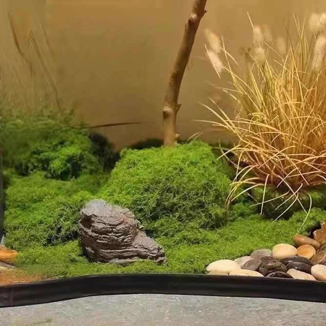 200g de mousse éternelle pour  - Aquarium Moss avis et prix