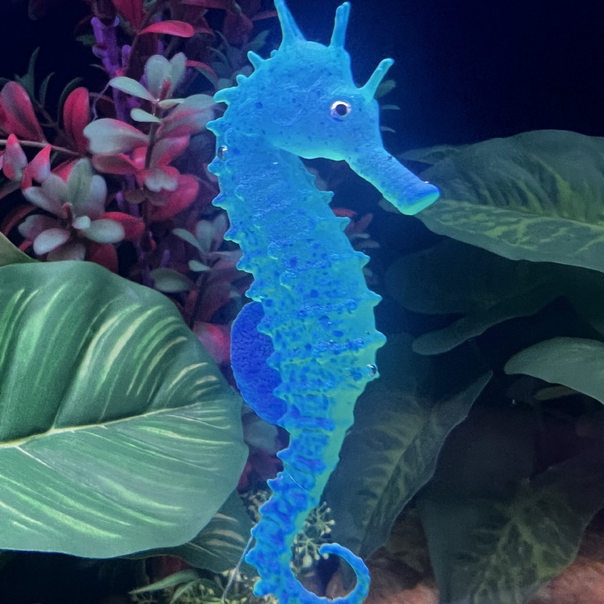 Décoration de poisson-hippocam - Aquarium Plant Substrate avis et prix