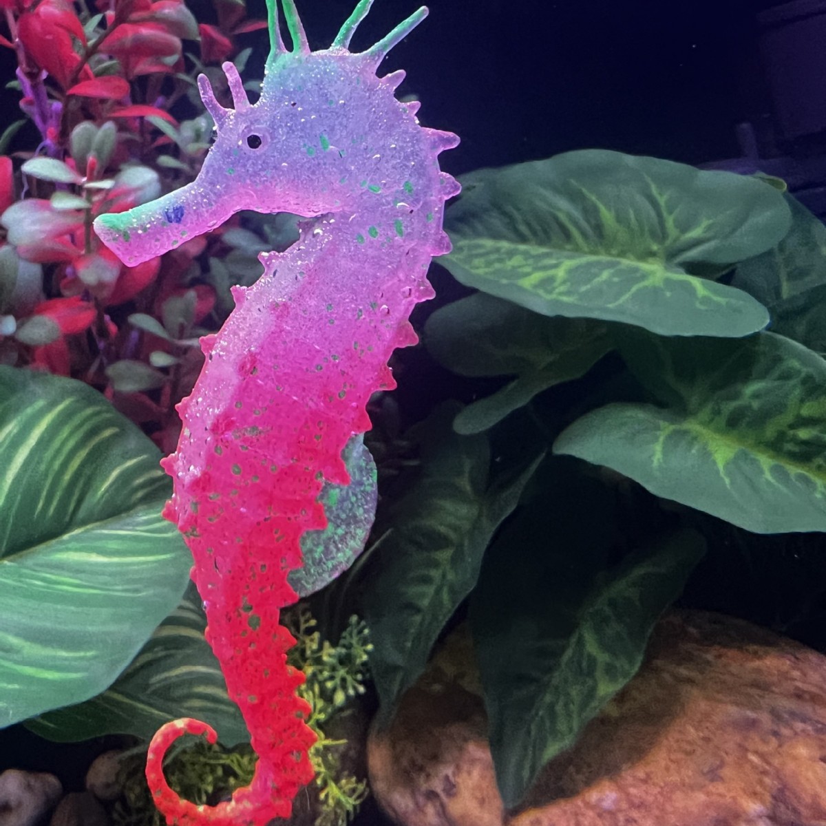 Décoration de poisson-hippocam - Aquarium Plant Substrate avis et prix
