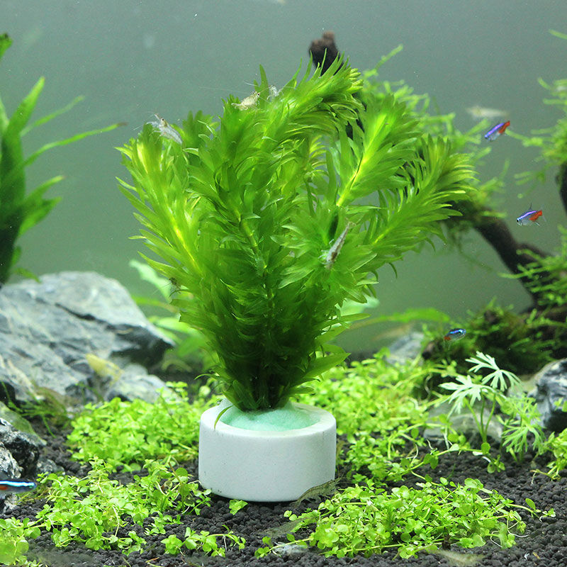 Anneau en céramique de décorat - Plant Aquarium Pot avis et prix