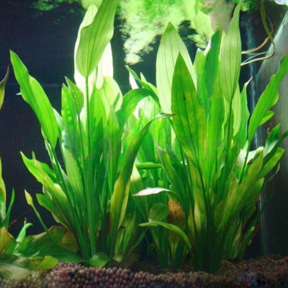 Plantes artificielles décorati - Aquarium Plants Live avis et prix