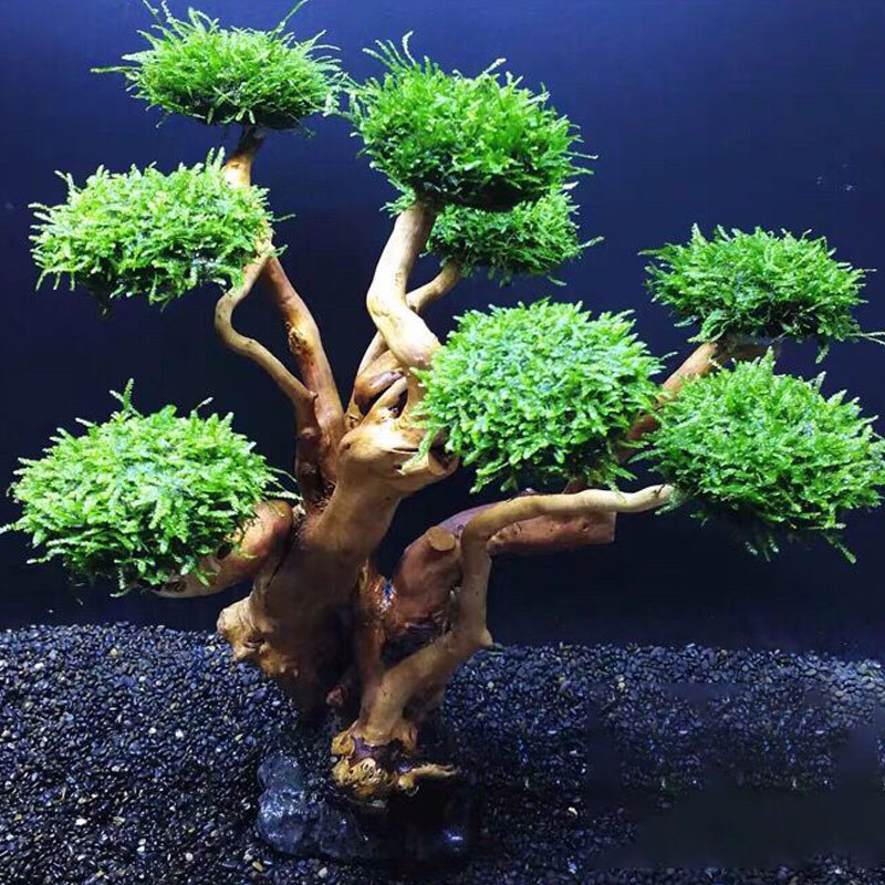 Cadre en bois de verdissement  - Aquarium Driftwood avis et prix