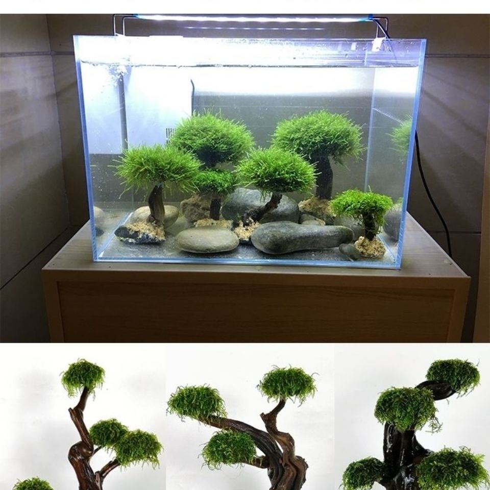Cadre en bois de verdissement  - Aquarium Driftwood avis et prix
