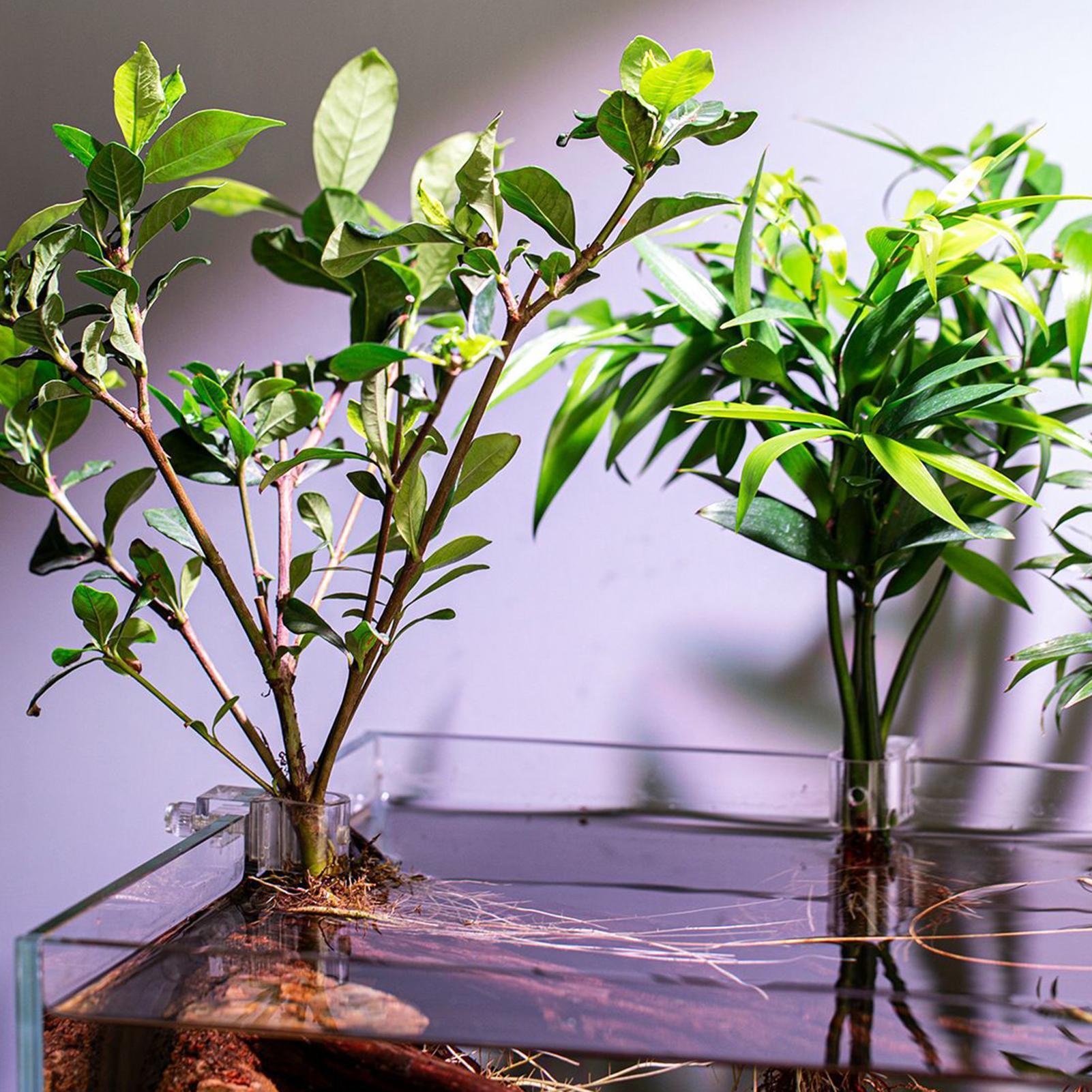 6 supports de plantes pour aqu - Aquarium Plant Holder avis et prix