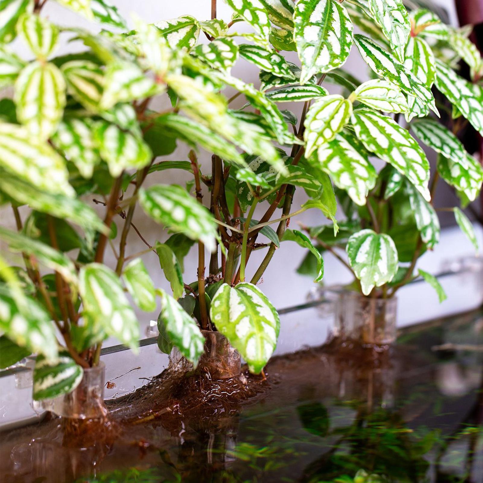 6 supports de plantes pour aqu - Aquarium Plant Holder avis et prix
