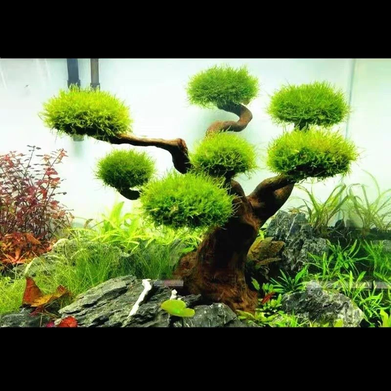 Décoration en bois flotté pour - Aquarium Driftwood avis et prix