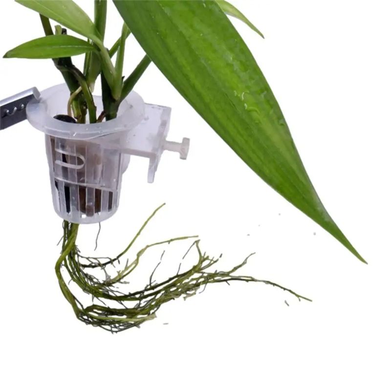 A7THK – Lot de 2 supports tran - Aquarium Plant Holder avis et prix