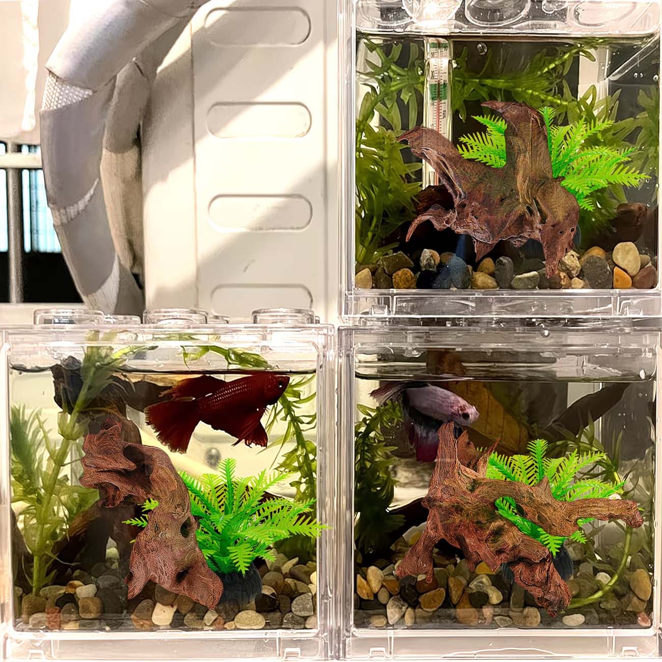 Bois flottant naturel de 5 à 1 - Aquarium Driftwood avis et prix