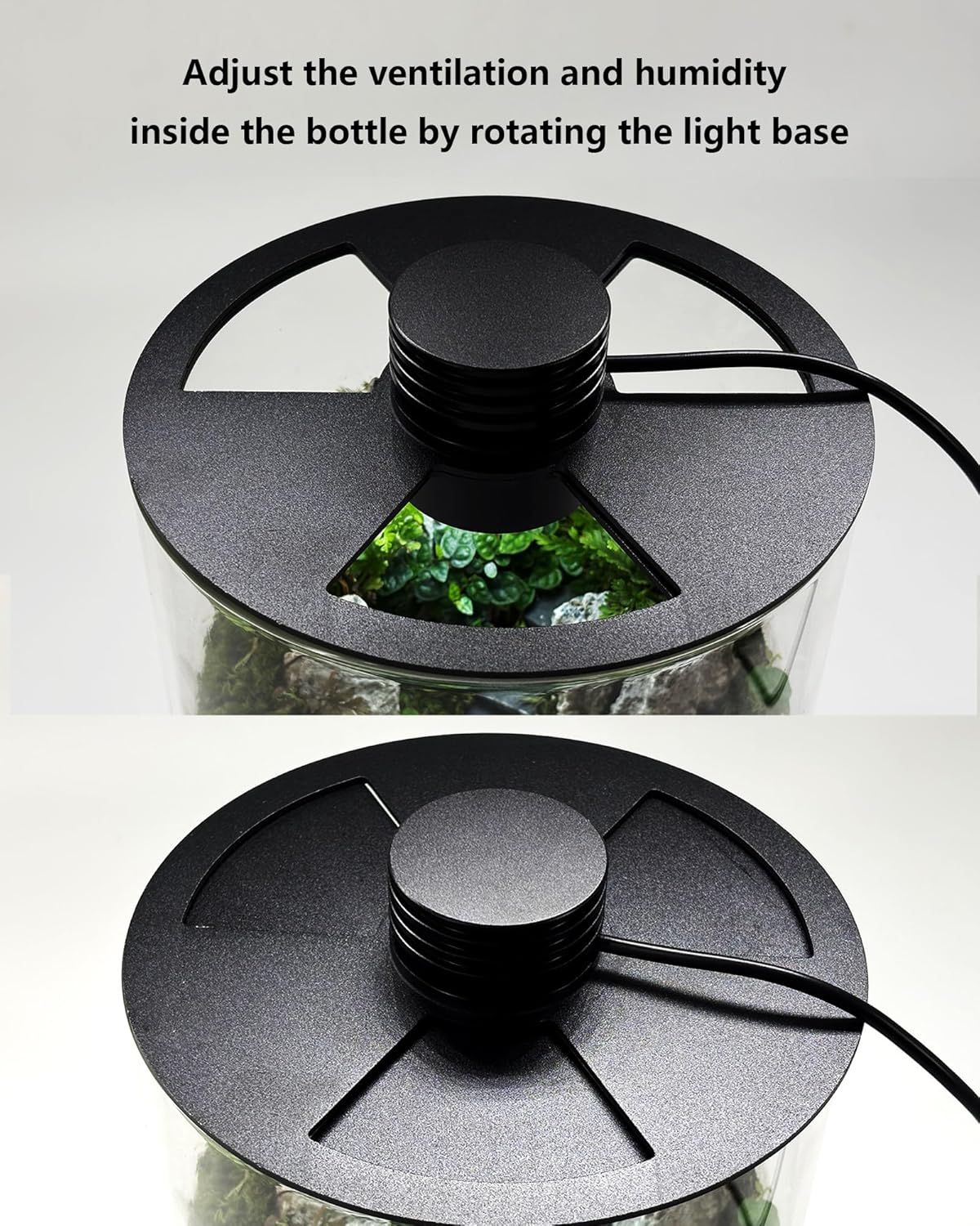 Terrarium en verre d'intérieur - Planted Tank avis et prix