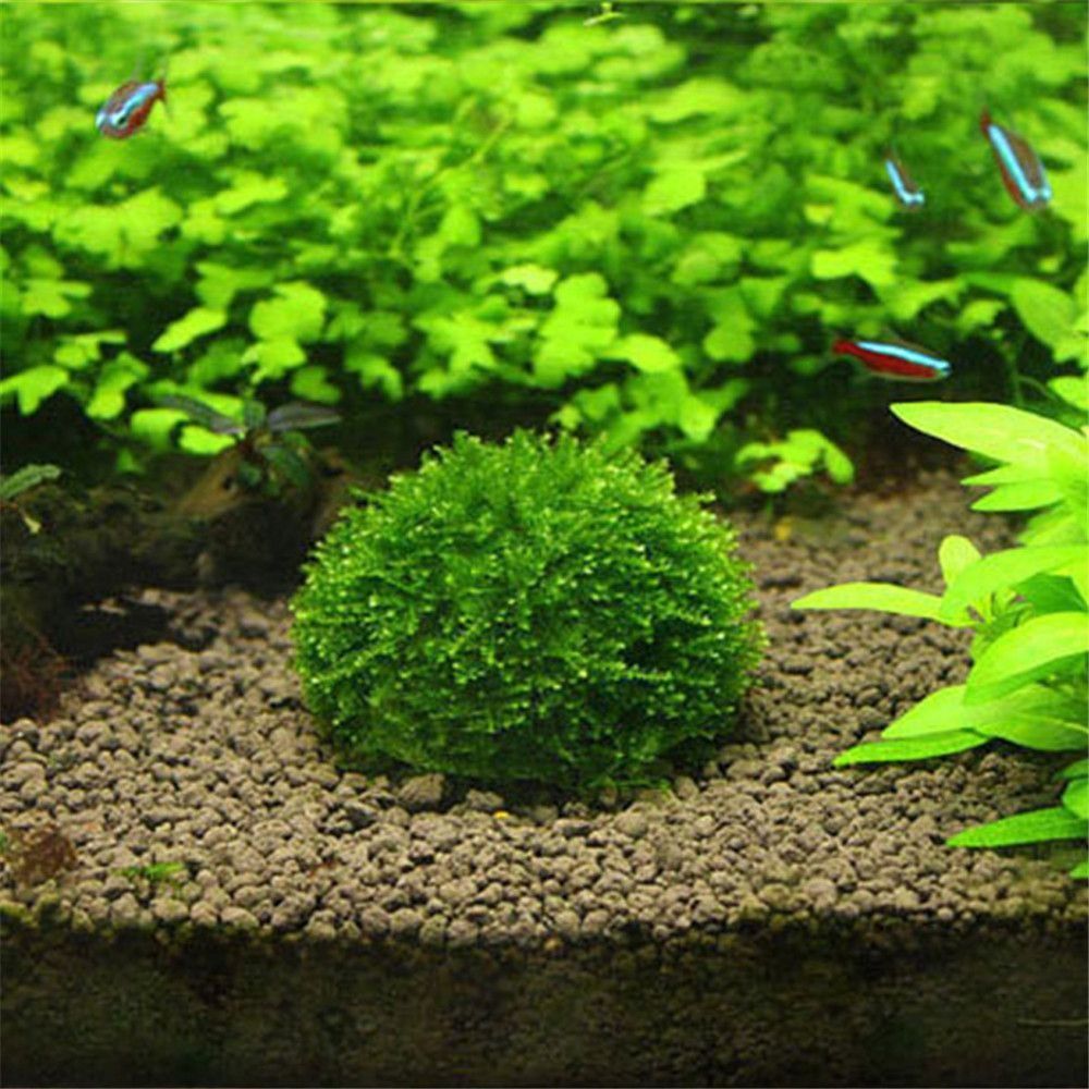 Nouveau Suspension en plastiqu - Aquarium Plants Live avis et prix