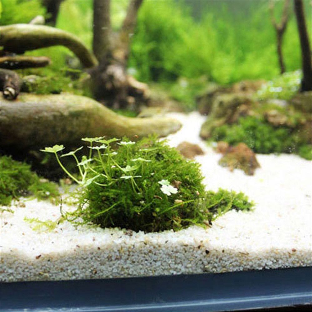 Nouveau Suspension en plastiqu - Aquarium Plants Live avis et prix