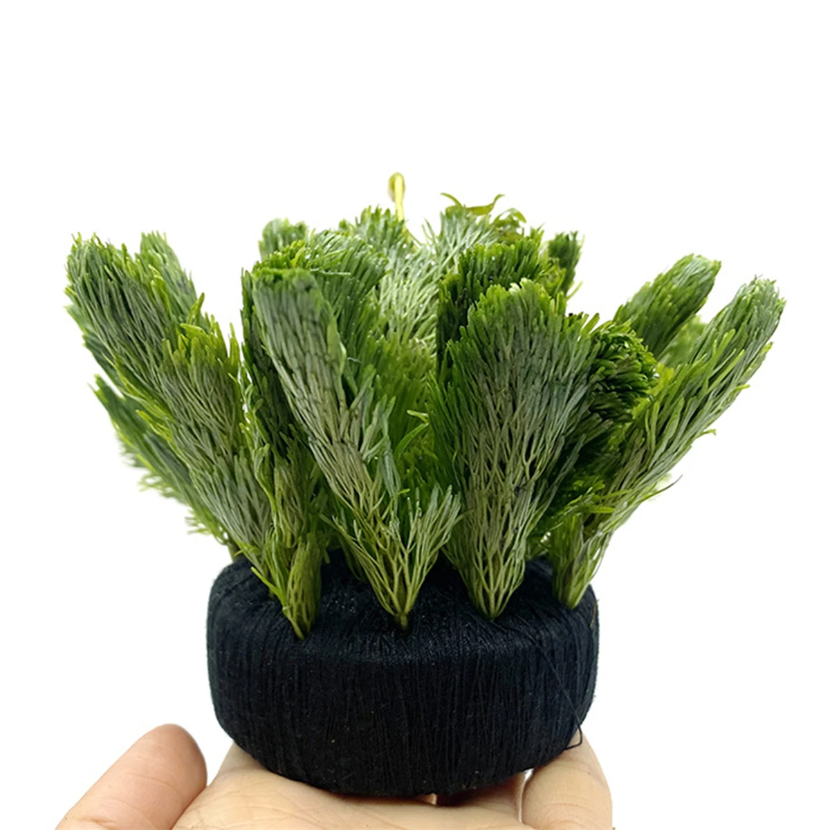 Substrat de culture de plantat - Aquarium Plant Substrate avis et prix